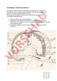 Arbeitsblatt Aufbau Gehirn Biologie Neurobiologie