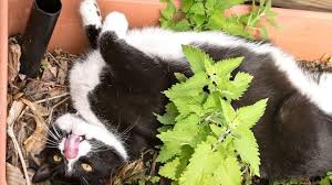 Kediler Icin Evde Kedi Nanesi Yetistirme Dogala Dogru Kendine Don Www Dogaladogru Com