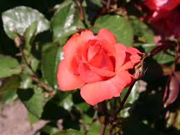 Rose cultivar (en) pretty lady (en). Edelrose Lady Rose Alles Erfahren Uber Blute Duft Co
