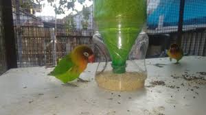 Ada banyak hal yang harus teman teman pelajari mulai dari menyiapkan kandang, membedakan lovebird jantan dan betina, dan juga memberi … 10 Tips Memilih Wadah Pakan Burung Yang Benar Arenahewan Com