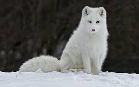 4k ultra hd wolf wallpapers. Snow White Wolf Wallpaper Hd 2021 Live Wallpaper Hd