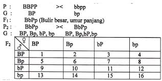 Bagaimana mengerjakan soal seperti ini berdasarkan suatu tes,kelas a,b,dan c memperoleh nilai. Contoh Soal Pewarisan Sifat Smp 2 Idschool