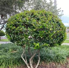 Image result for Ligustrum