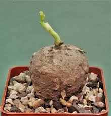 Image result for Adenia stenodactyla