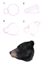 The human face is one of the most intriguing subjects an artist can tackle. How To Draw Animals Bears And Pandas And Their Anatomy