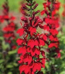 It's one of the top flowers that hummingbirds like. Hummingbird Flowers The Best 24 Plants To Attract Hummingbirds Garden Design