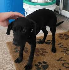 The rest of this post is designed to break down everything you need to know about the jack chi. Taco Terrier Chihuahua Toy Fox Terrier Mix Info Puppies Pictures