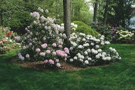 Pin On Growing Rhododendrons