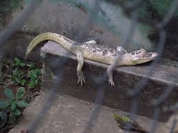 Jacare Albino No Zoologico Da Ufmt Picture Of Ufmt Zoo Cuiaba Tripadvisor Jacaré albino chama a atenção dos internautas. ufmt zoo cuiaba tripadvisor