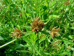 Image result for Pycreus chrysanthus