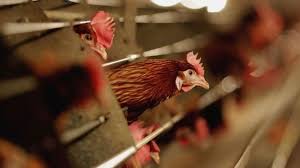 Bird flu occurs naturally in wild waterfowl and can spread into domestic poultry, such as chickens. Df5wuat Pcjl2m