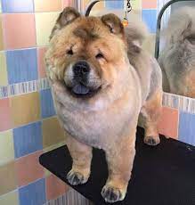 Chow Chow Haircut Hunting Dog Names Dog Lovers Dog Names