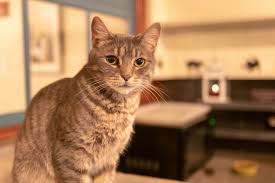 Patrons pay a cover fee, generally hourly, and thus cat cafés can be seen as a form of supervised indoor pet rental. A Purr Fect New Home For Brooklyn Cat Cafe Bklyner