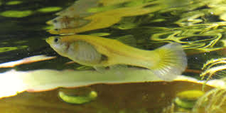 Guppy Fish Growth Stages