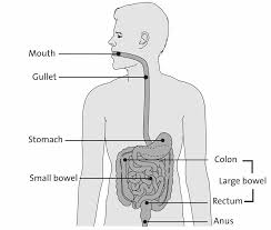 Colon, or colorectal cancer, is any cancer involving the large intestine and/or. Http Colorectal Co Nz Wp Content Uploads 2014 09 Guide For People With Bowel Cancer Pdf