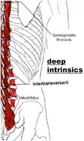 The pain usually results from problems with the musculoskeletal system —most notably the spine, including the bones of the spine (back bones, or vertebrae), disks, and the muscles and ligaments that support it. Unit Iii