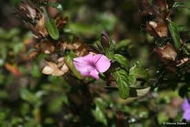 Image result for Barleria pretoriensis