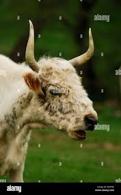 Image result for chillingham cattle