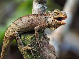 Debuter En Terrariophilie L Alimentation Du Lezard