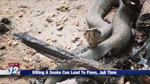 State Laws Prohibit Killing Snakes In Georgia South Carolina