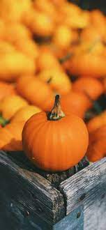 Choose any iphone walpaper wallpaper for your ios device. Pumpkin Wallpapers For Iphone Download Them Now Pumpkin Pumpkin Wallpaper Pumpkin Recipes