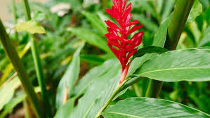 Indoor plants red ginger, shell ginger, indian ginger herbaceous plant growing, cultivation and care: How To Grow Ginger Bunnings Australia