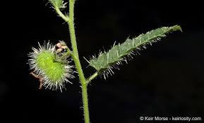 Image result for Tragia glabrata