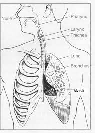 Learn what the function of the respiratory system is in this article. Respiratory System Coloring Page Cc3 Classical Homeschooling For Coloring Home