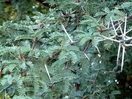 Image result for Acacia erioloba