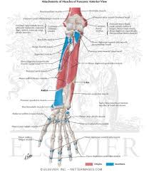 Maybe you would like to learn more about one of these? Attachments Of Muscles Of Forearm Anterior View