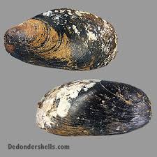 Meaning of modiolus medical term. Modiolus Modiolus 2 De Donder Shells