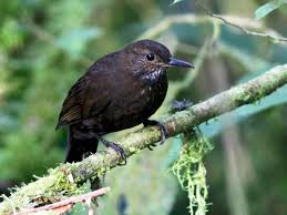 Image result for Sclerochiton apiculatus