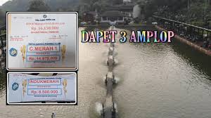 Mancing Mania Lomba Mancing Eksekutif Juara Induk Merah C Merah Ss Luar Merah Youtube