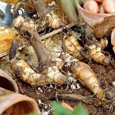 Gently break the smaller bulb from the larger bulb. Golden Speckled Tenerife Premium Canna Lily Bulbs Lively Root