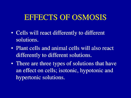 Feb 11, 2020 · it's quite an experience hearing the sound of your voice carrying out to a over 100 first year dental students. Passive Transport This Lesson Meets The Following Doe Specific Curriculum Outcome For Biology 11 314 1 314 3 Ppt Download