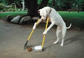 The first step in starting a pet waste removal business is to look at your local market. Poop Jockey Pet Waste Removal Care Com Scranton Pa