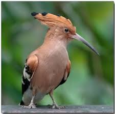 pin on hudhud