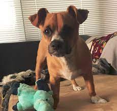 Parents are 3 and 4lbs. Chihuahua Boxer Mix Boxer Dog Info And Health Tips