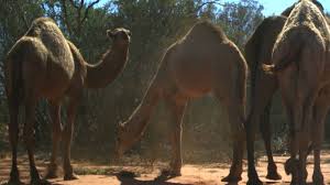 What do you call a camel in a drought? Drought Australia Thousands Of Wild Camels To Be Shot Dead In Remote Part Of South Australia