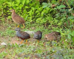 Berikut jenis burung pipit dengan habitat di persawahan. Burung Puyuh Taksonomi Morfologi Ciri Jenis Reproduksi