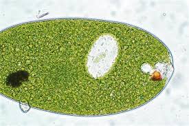 Maybe you would like to learn more about one of these? A 5 Step Guide On How To Make An Animal Cell Model Is Here Biology Wise