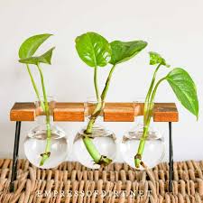 Maybe you would like to learn more about one of these? How To Root Pothos Cuttings Empress Of Dirt