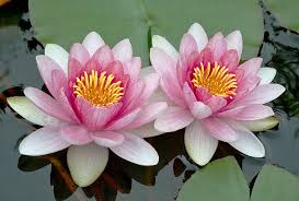 As a lotus flower is born in water, grows in water and. 30 Lotus Quotes To Bring You Inner Peace By Kidadl