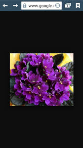 Floristeria La Violetera Home Facebook floristeria la violetera home facebook