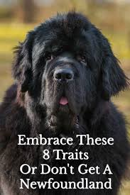 A newfoundland named seaman was the only animal to accompany lewis & clark on the overland expedition from the mississippi to the pacific and back again. Embrace These 8 Traits Or Don T Get A Newfoundland Newfoundland Breed Newfoundland Puppies Newfoundland