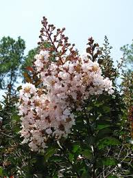 With their elegant stature, these shrubs have noteworthy exfoliating bark. Lagerstroemia Burgundy Cotton Havlis Cz
