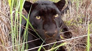 Support us by sharing the content, upvoting wallpapers on the page or sending your own background pictures. Black Leopards Scents And Sense Abilities Smell The Lion Whisperer Youtube