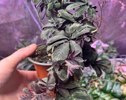 Image result for Solanum supinum