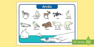 The arctic hare survives with shortened ears and limbs, a small nose, the fat that makes up close to 20% of its body, and a thick coat of fur. Arctic Animals Word Mat Teacher Made