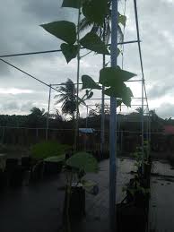 Yang kita lakukan langkah pertama kupas kacang yang unggul bisa dibeli di toko. Tanaman Kacang Botol Ceper Fertigasiku Pegageland Facebook